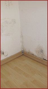 Mold on Walls - Radon Testing